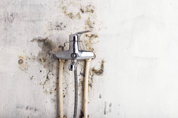 Best Professional Mold Removal  in Cedar Hill, TX