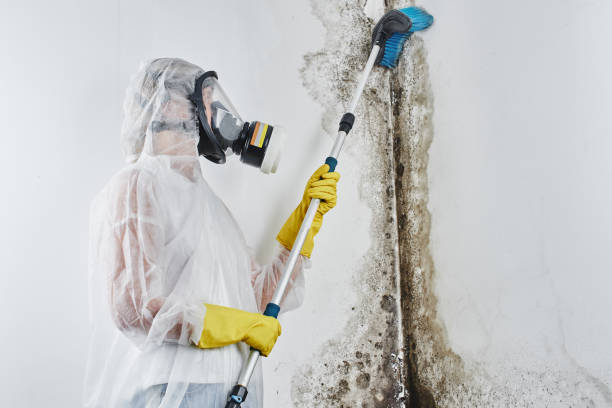 Office Mold Removal Services in Cedar Hill, TX