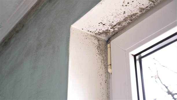 Best Residential Mold Removal  in Cedar Hill, TX