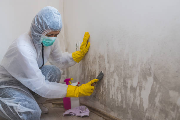 Best Crawl Space Mold Removal  in Cedar Hill, TX
