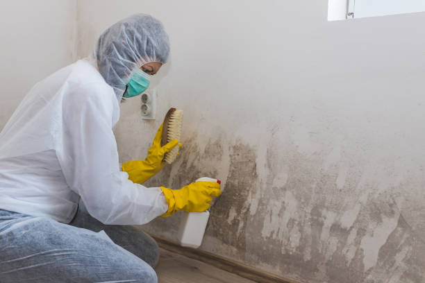 Attic Mold Removal in Cedar Hill, TX