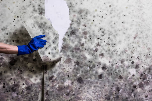 Best Toxic Mold Removal  in Cedar Hill, TX